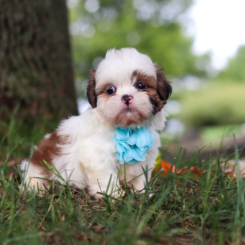Chester - Available Now