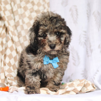 Rigatoni - Available Now