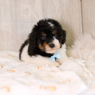 Cooper - Available Now
