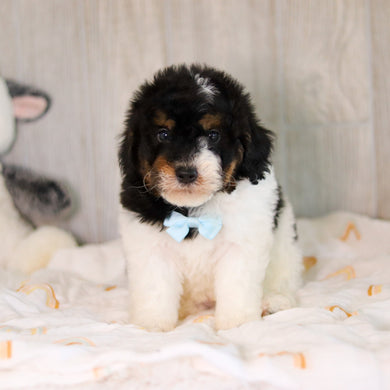 Cooper - Available 5/7