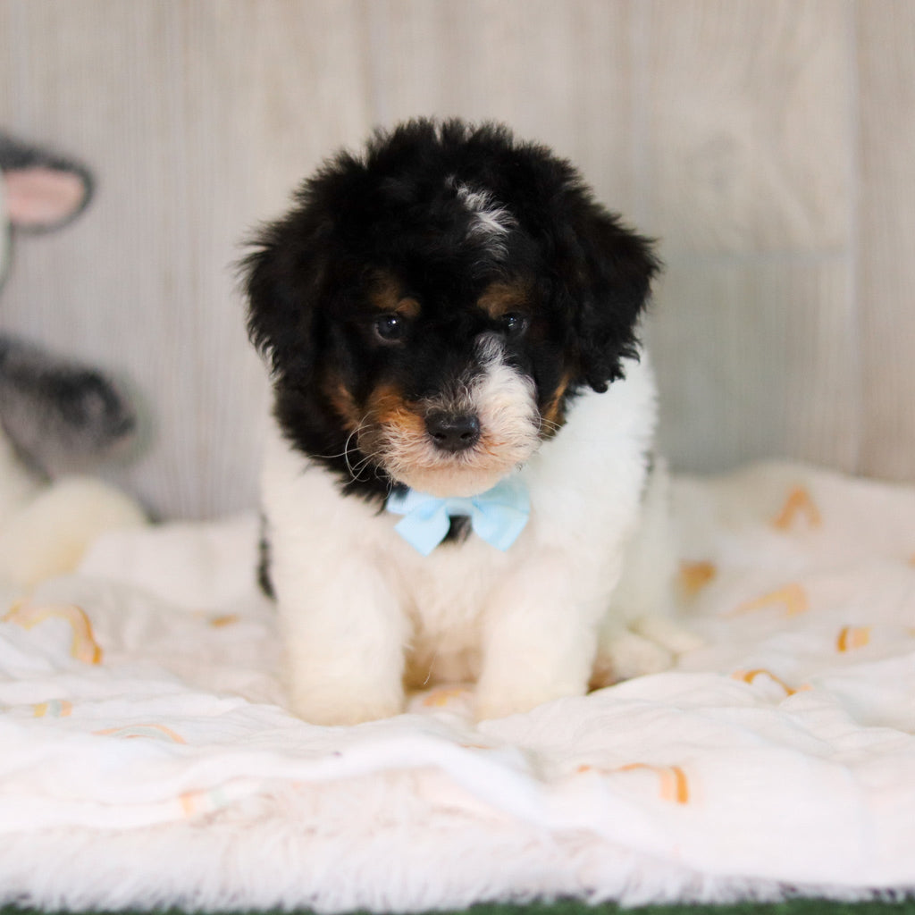 Cooper - Available Now