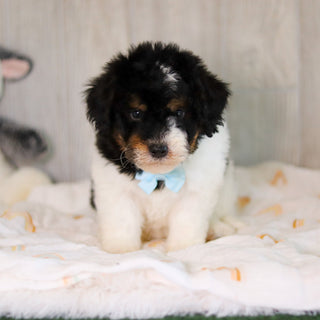 Cooper - Available Now