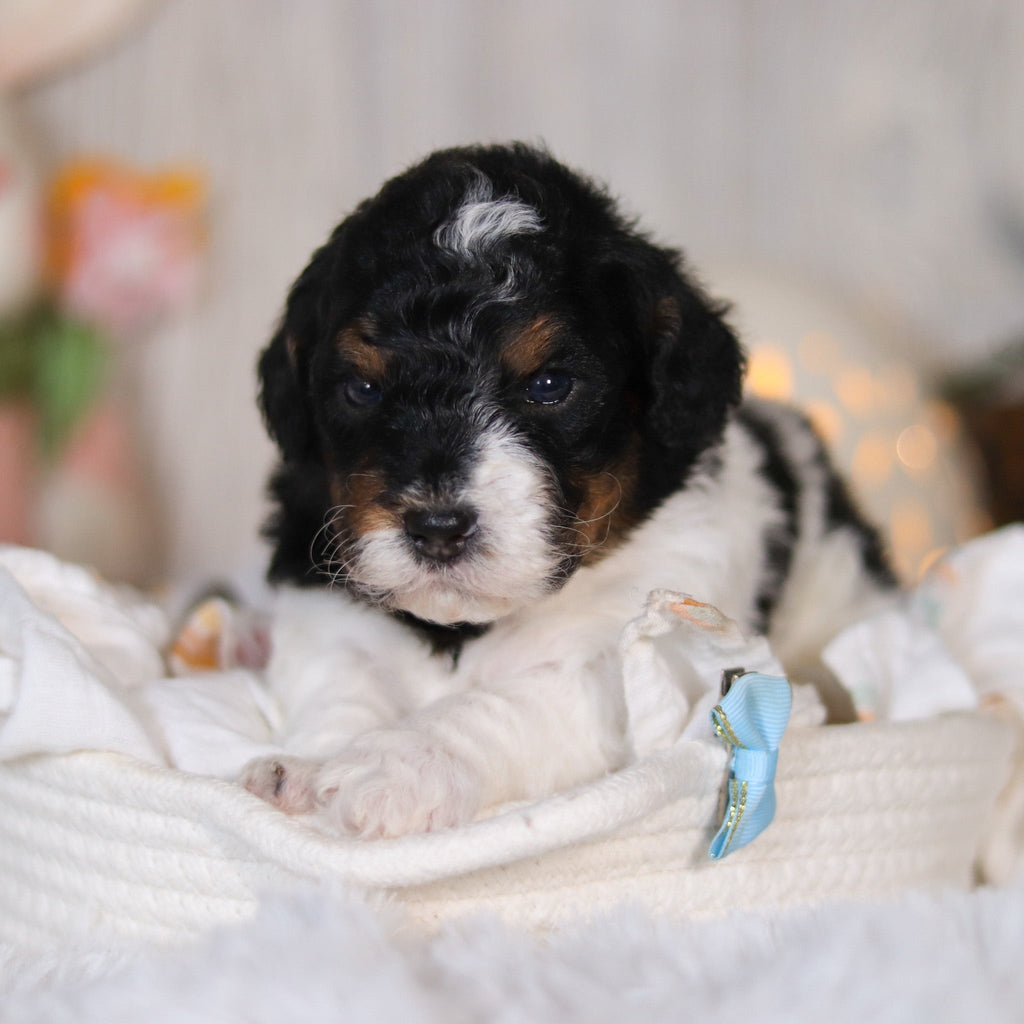 Cooper - Available Now