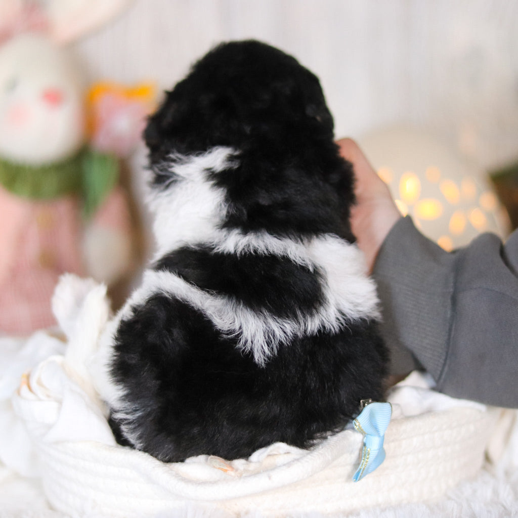 Cooper - Available Now