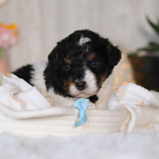 Cooper - Available Now