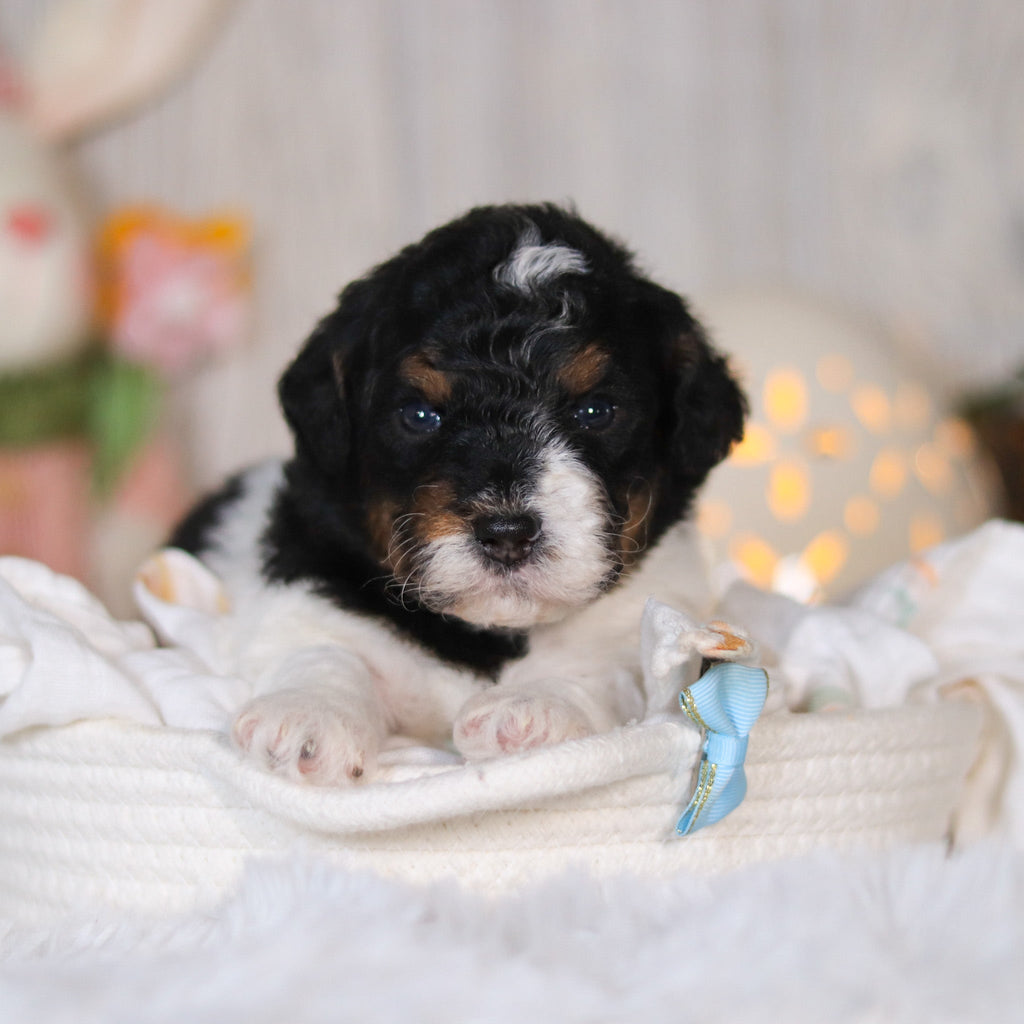 Cooper - Available Now