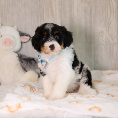 Charlie - Available 5/7