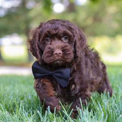Murphy - Available Now