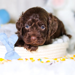 Murphy - Available Now