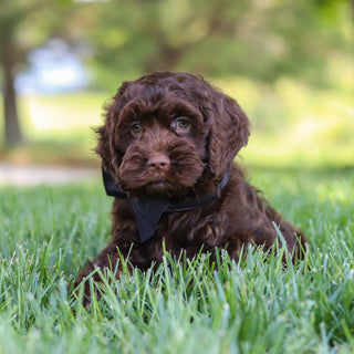 Murphy - Available Now