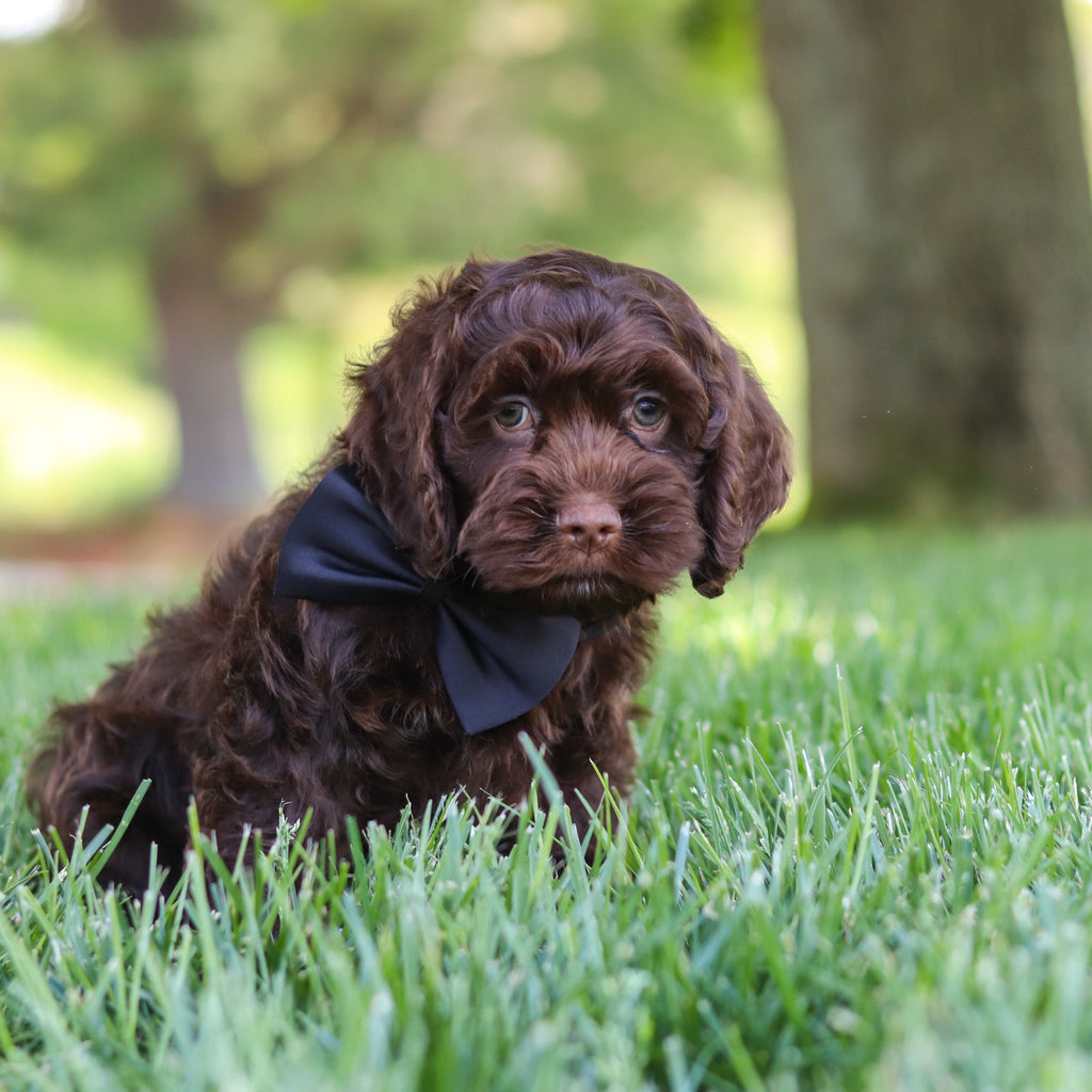 Murphy - Available Now