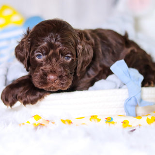 Murphy - Available Now