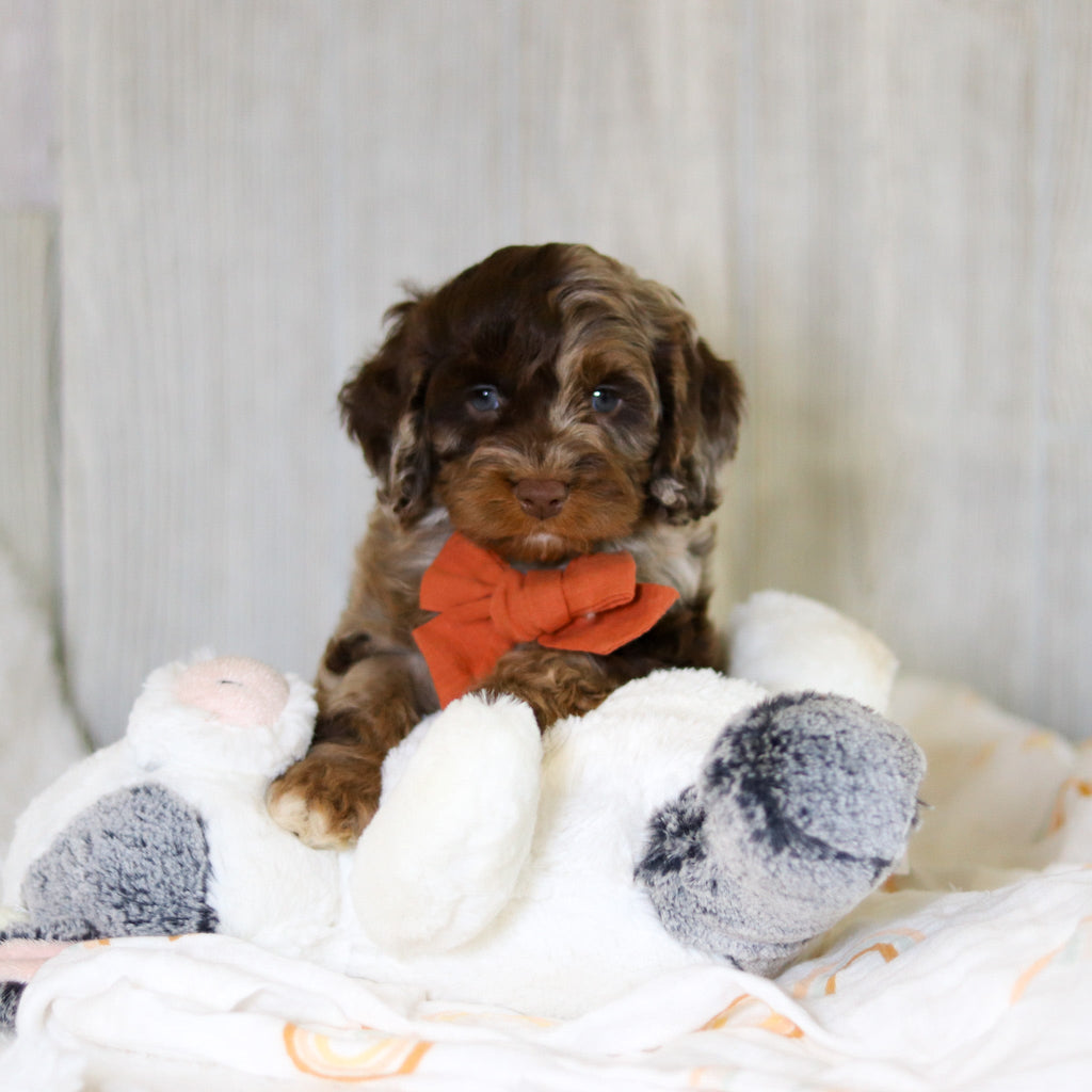 Memphis - Available 5/14