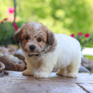 Augie - Available 6/5