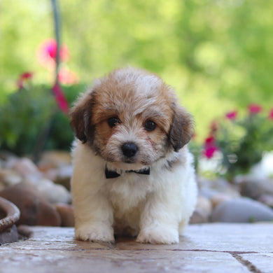 Augie - Available 6/4