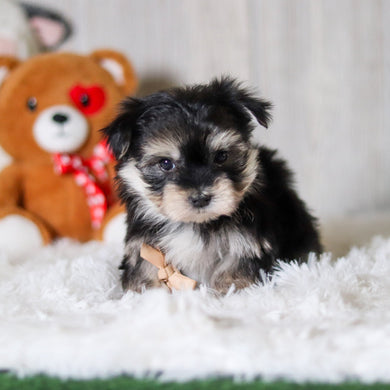 Claude - Available 5/28