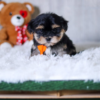 Clark - Available 6/5
