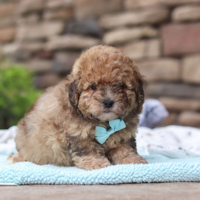 Bagel - Available 6/11