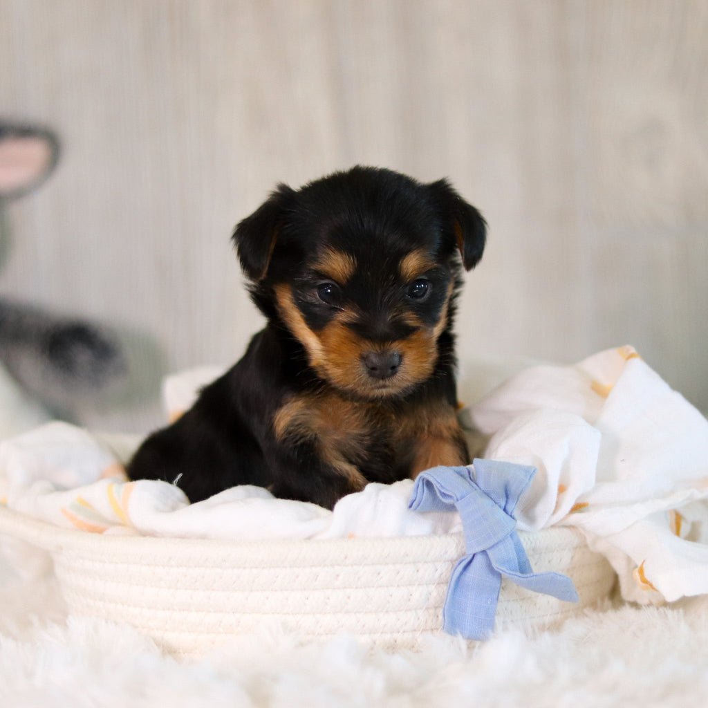 Clyde - Available 5/28