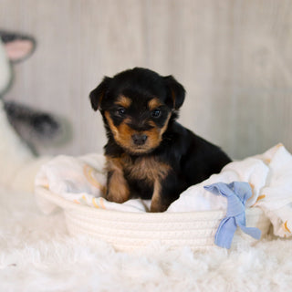 Clyde - Available 5/28
