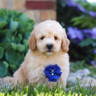 Clancy - Available 6/4