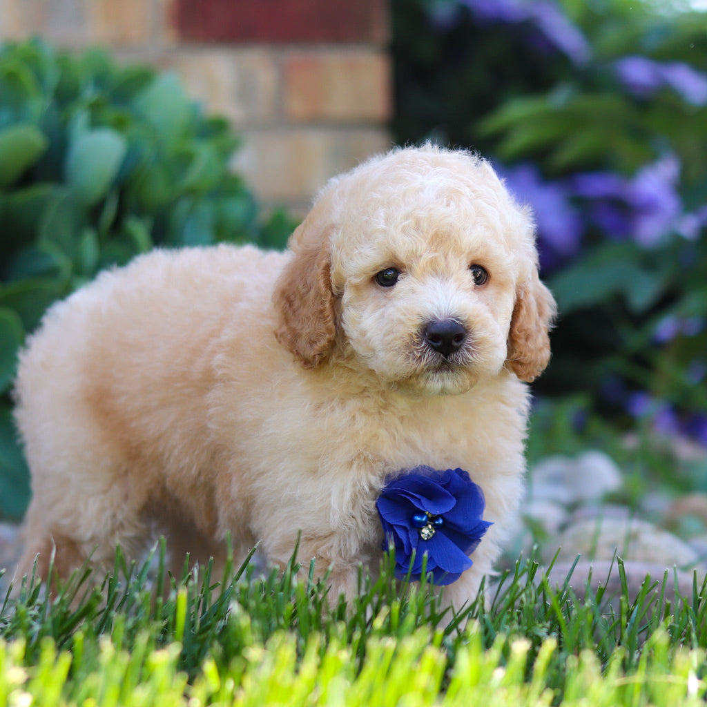 Clancy - Available 6/4