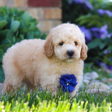 Clancy - Available 6/4