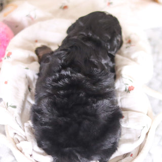 Danny - Available 4/2