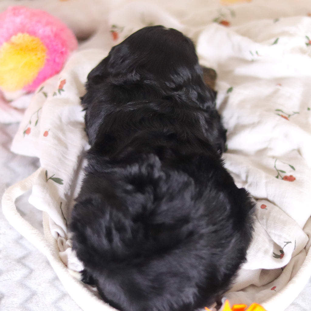 Dante - Available 4/2