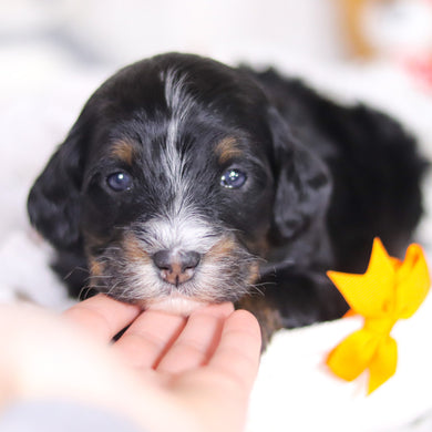 Dante - Available 4/2