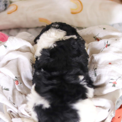 Desmond - Available 4/2