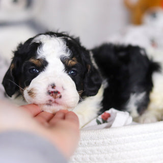 Desmond - Available 4/2