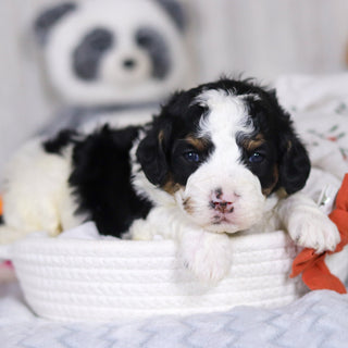 Desmond - Available 4/2