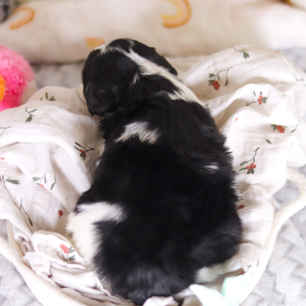 Dean - Available 4/2