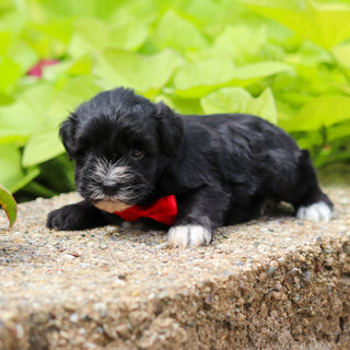 Mickie - Available 8/20