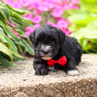 Mickie - Available 8/20