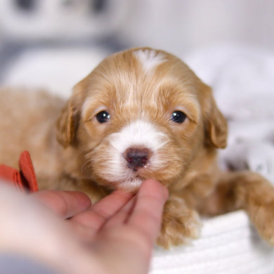 Legend - Available 4/2