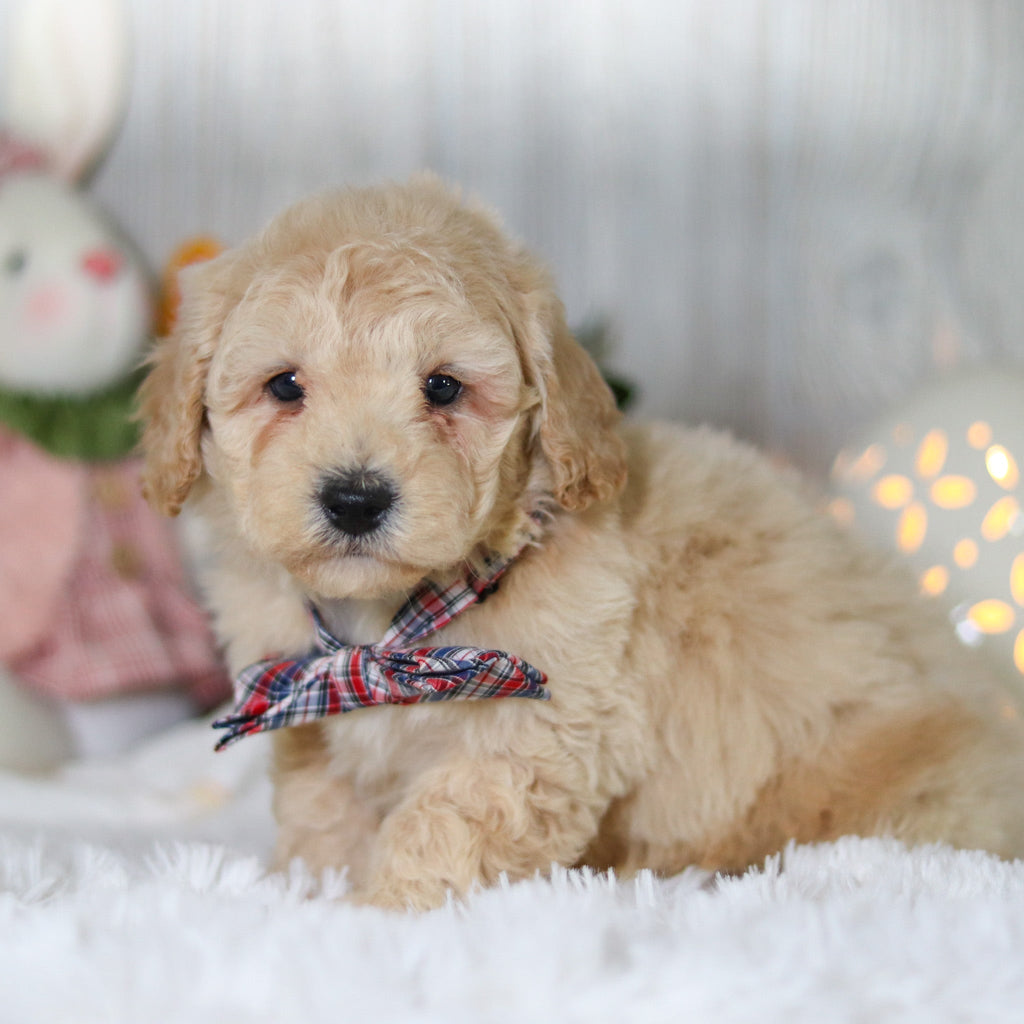 Leonardo - Available Now