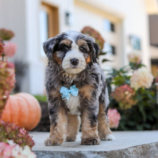 Oliver - Available 10/22