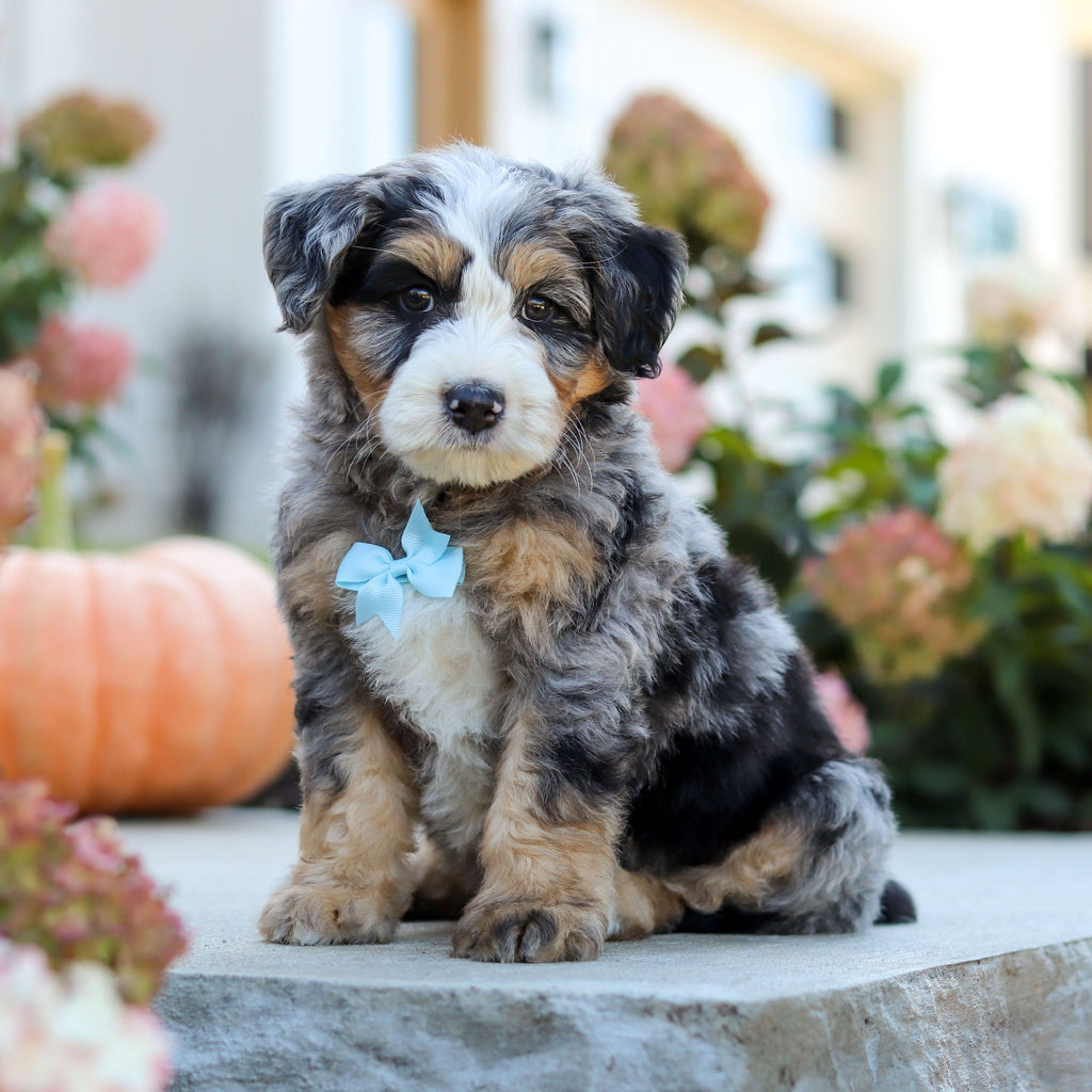 Oliver - Available 10/22