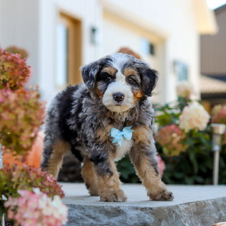 Oliver - Available 10/22