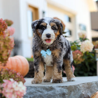 Oliver - Available 10/22
