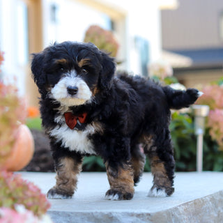Oswald - Available 10/22