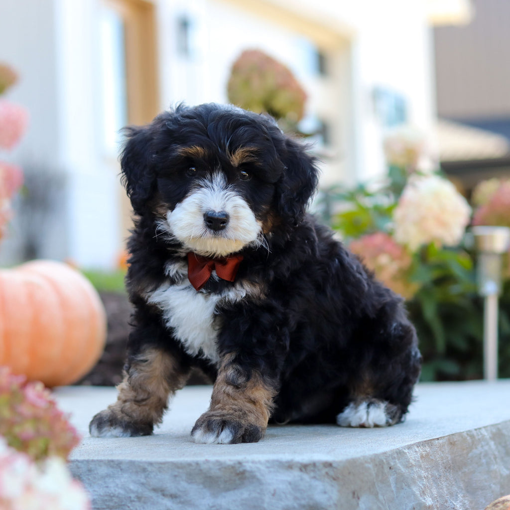 Oswald - Available 10/22