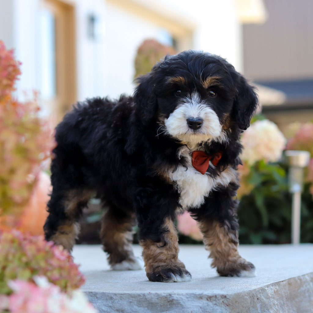 Oswald - Available 10/22
