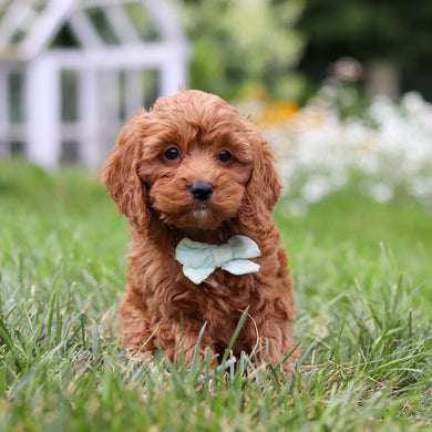 Hansel - Available 8/6
