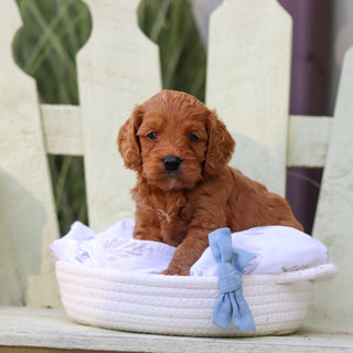 Hansel - Available 8/6