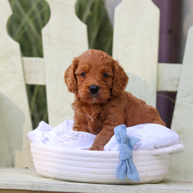 Hansel - Available 8/6