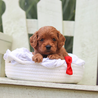 Hawthorne - Available 8/6