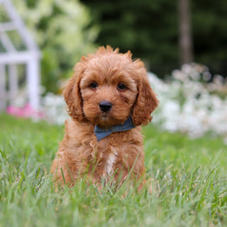 Hudson - Available Now